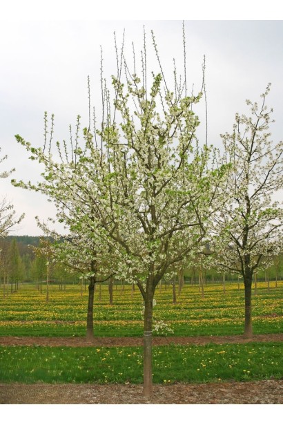 Дерево сливи Роял Руж 